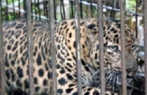 तीचा बळी घेणारा तो जेरबंद