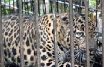 तीचा बळी घेणारा तो जेरबंद