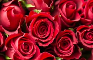 गुलाब फुलाच्या किंमतीत तिप्पट वाढ