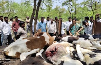 ब्राम्हणी फॉरेस्टमध्ये संतापजनक प्रकार