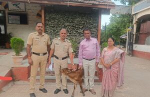 युवतीकडून वासराला जीवदान