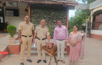 युवतीकडून वासराला जीवदान