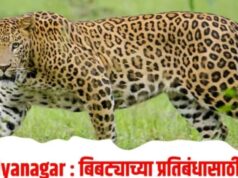 बिबट्याची धास्ती,कोट्यवधीचा निधी उपलब्ध