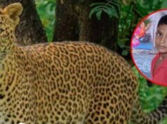 8 वर्षाच्या मुलावर बिबट्याचा हल्ला