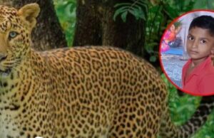 8 वर्षाच्या मुलावर बिबट्याचा हल्ला