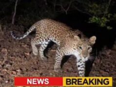 चेडगावामध्ये बिबट्याची दहशत