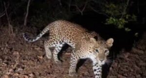 चेडगावामध्ये बिबट्याची दहशत