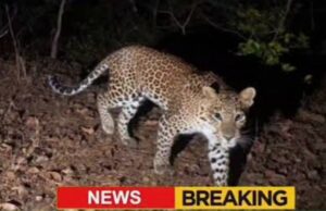 चेडगावामध्ये बिबट्याची दहशत