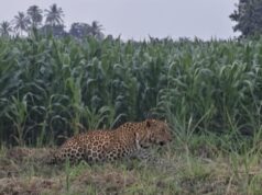 मकाच्या शेतात बिबट्या