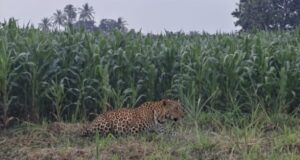 मकाच्या शेतात बिबट्या