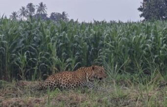 मकाच्या शेतात बिबट्या