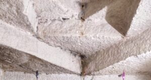 ब्राम्हणीत श्री मच्छिंद्रनाथ यात्रा उत्सव