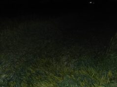 अवकाळीचा पिकांना फटका