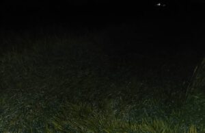 अवकाळीचा पिकांना फटका